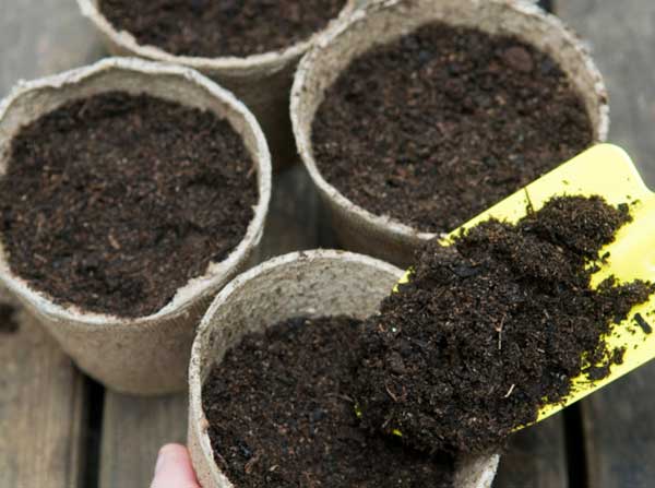 Cần chuẩn bị đất trồng đầy đủ dinh dưỡng