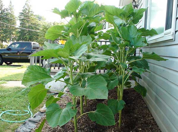 Cây hướng dương mọc xanh tốt nếu được chăm sóc kỹ