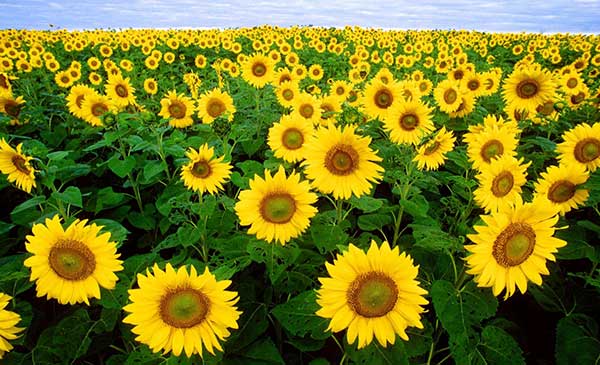 Kỹ thuật trồng hoa hướng dương đơn giản nhưng ra hoa siêu đẹp