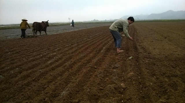 Kỹ thuật trồng lạc và chọn đất trồng không quá khó