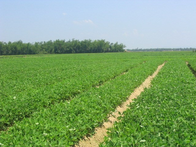 Kỹ thuật trồng lạc cho năng suất cao nhất