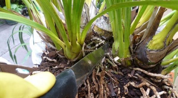 Kỹ thuật trồng lan rừng chi tiết cho hoa chuẩn đẹp