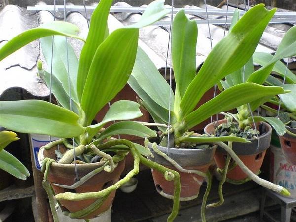 Những người mới chơi lan nên tham khảo cách trồng lan rừng chi tiết để cây có thể lên tốt.