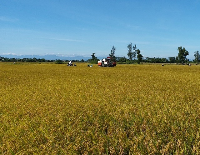 Kỹ thuật trồng lúa giúp mùa màng bội thu