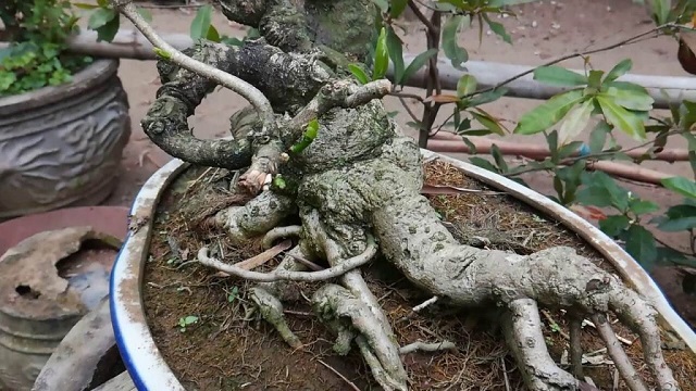 Gốc cây mai vàng lâu năm