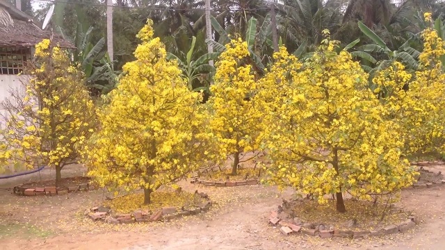 Kỹ thuật trồng mai vàng nở hoa to đẹp, đúng vụ