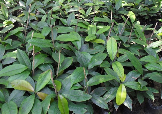 Kỹ thuật trồng măng cụt sai trái và chăm sóc