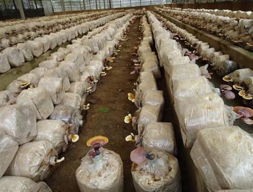Kỹ thuật trồng nấm linh chi đỏ đạt năng suất cao
