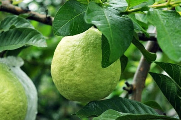 Kỹ thuật trồng ổi nữ hoàng cho trái to, chín mọng