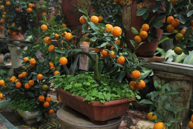 Kỹ thuật trồng quất trong chậu đơn giản nhất