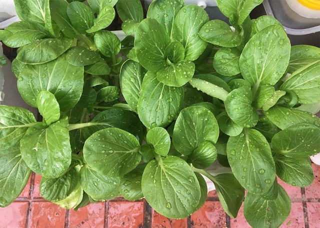 Kỹ thuật trồng cải ngọt sạch vô cùng đơn giản