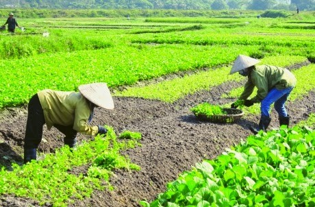 Cần chăm sóc cây thường xuyên