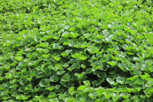 Hướng dẫn kỹ thuật trồng rau má và chăm sóc đúng cách