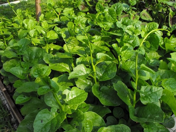 Kỹ thuật trồng rau mồng tơi cho lá xanh tươi, nhanh thu hoạch