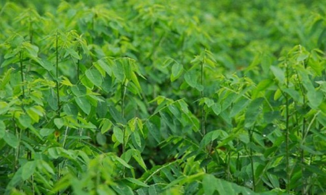 Kỹ thuật trồng rau ngót và chăm sóc đến khi thu hoạch