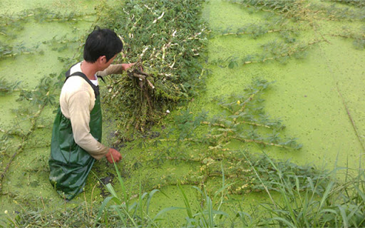 Kỹ thuật trồng rau nhút – bài thuốc quý và nguyên liệu nấu ăn