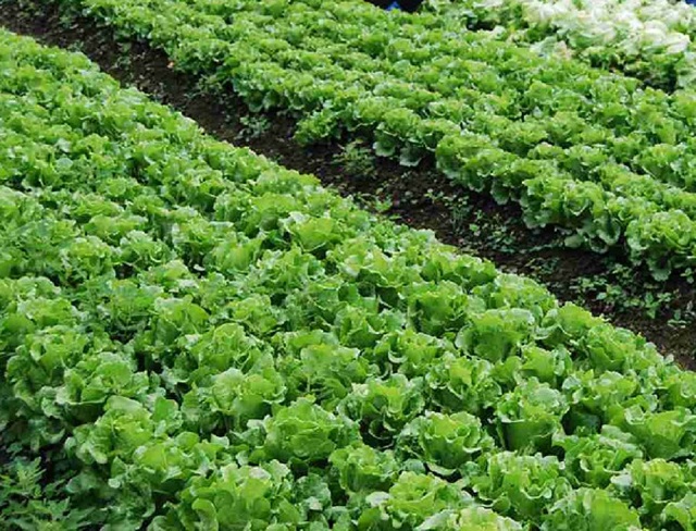 Kỹ thuật trồng rau xà lách cho năng suất bội thu