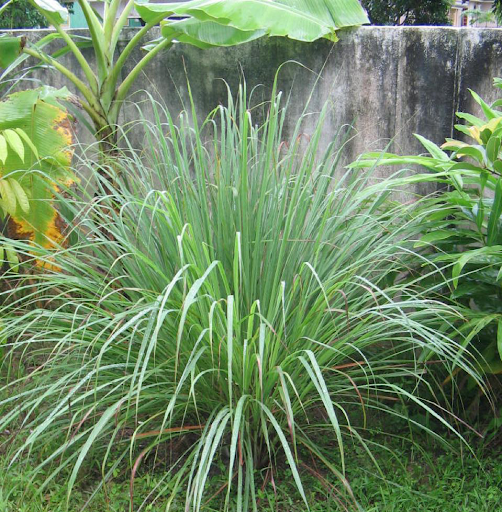 Kỹ thuật trồng Sả tại nhà đơn giản nhất