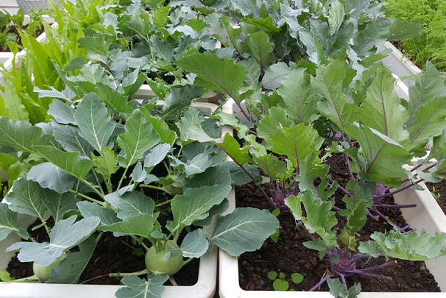 Hướng dẫn kỹ thuật trồng su hào tại nhà cho năng suất cao