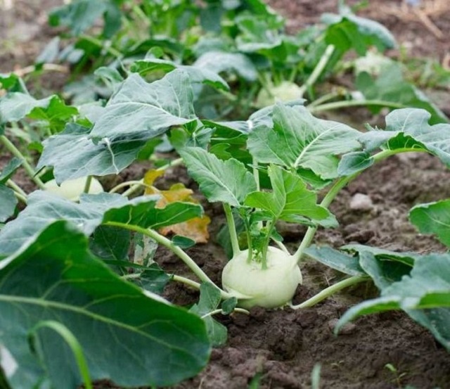 Cách trồng su hào và kỹ thuật trồng su hào