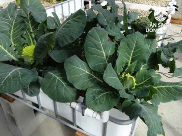 Kỹ thuật trồng súp lơ xanh hiệu quả, năng suất cao