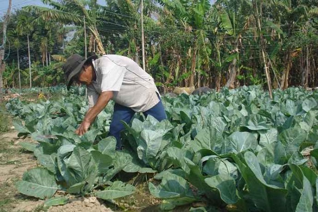 Kỹ thuật trồng súp lơ và bón phân cho cây