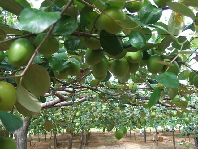 Kỹ thuật trồng Táo Đại mới nhất mà bạn nên biết