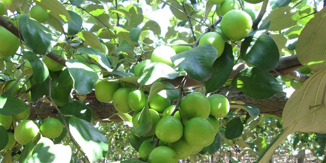 Bón phân giúp cho cây mọc xanh tốt, trái to