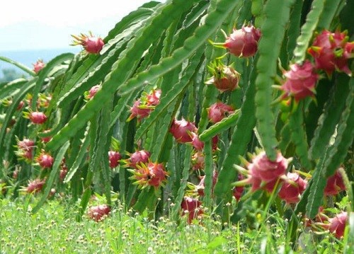 Bón phân phù hợp để cây ra nhiều hoa