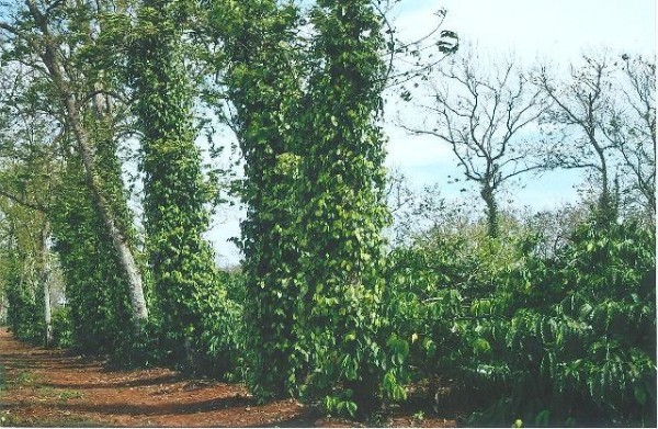 Một số mô hình kỹ thuật trồng tiêu xen cà phê hiệu quả