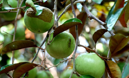 Bật mí kỹ thuật trồng vú sữa nhiều trái, chín mọng