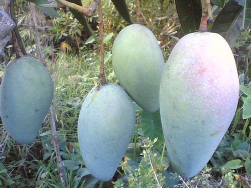 Chia sẻ kỹ thuật trồng xoài Đài Loan đạt chuẩn, trái to