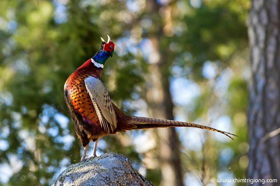 kỹ thuật nuôi chim trĩ đỏ