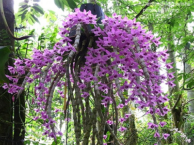 Trồng phong lan rừng