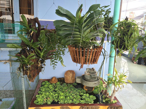 Trồng phong lan rừng