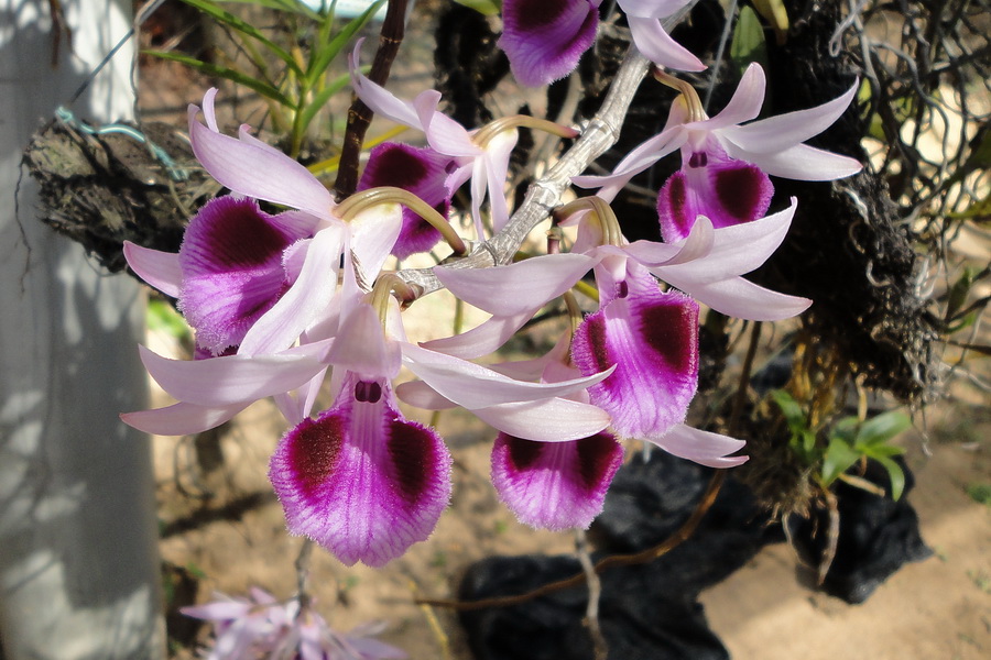 Trồng phong lan rừng