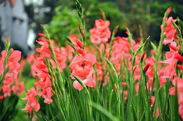 Đặc điểm của hoa lay ơn