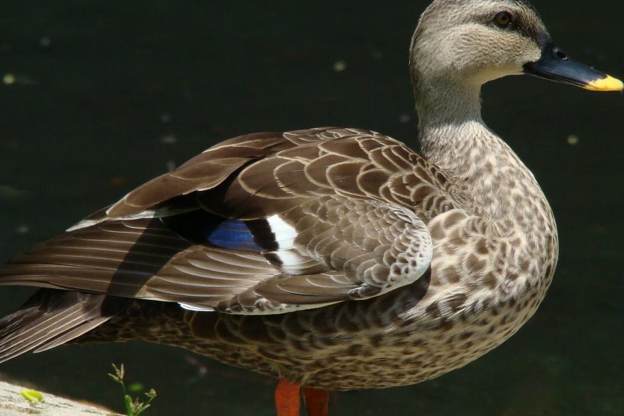 Nuôi le le hiệu quả