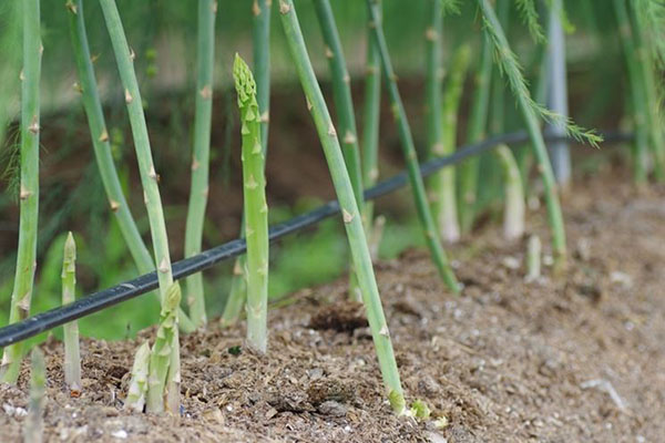 Làm luống măng tây