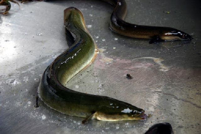 Việc chọn giống cá chình quyết định đến năng suất khi thu hoạch