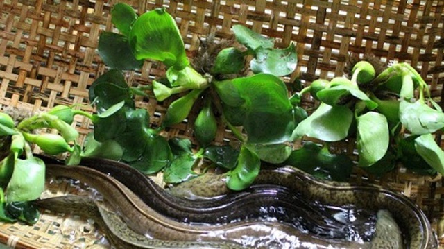 Kỹ Thuật Nuôi Cá Chình Thương Phẩm Năng Suất Cao