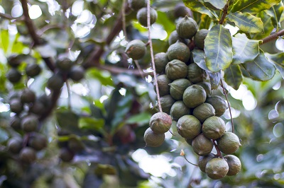 Kỹ thuật trồng cây macca