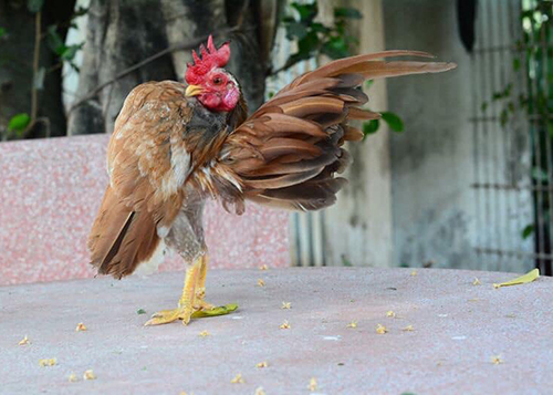 Nuôi gà tre Malaysia 