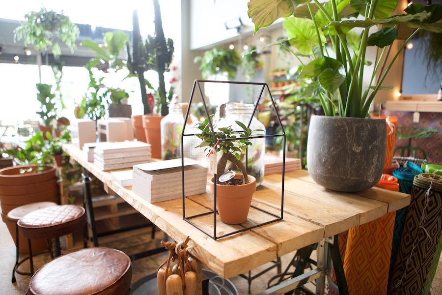 mua cây cảnh online 3