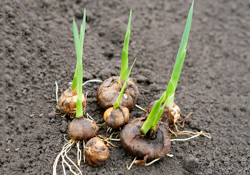 Kỹ thuật trồng hoa lay ơn