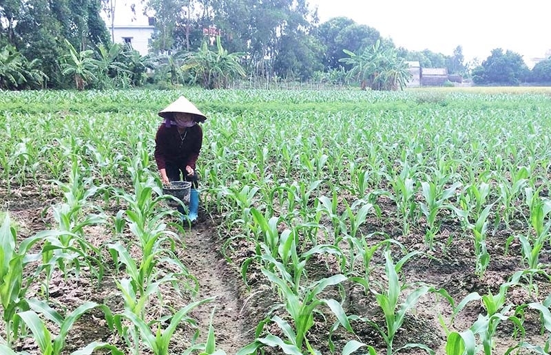 Trồng ngô vụ đông