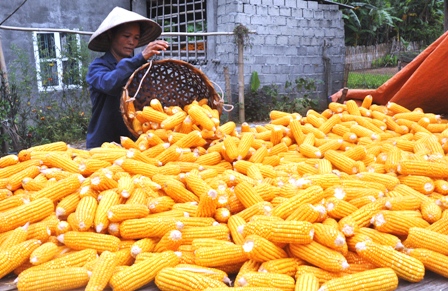 Trồng ngô vụ đông