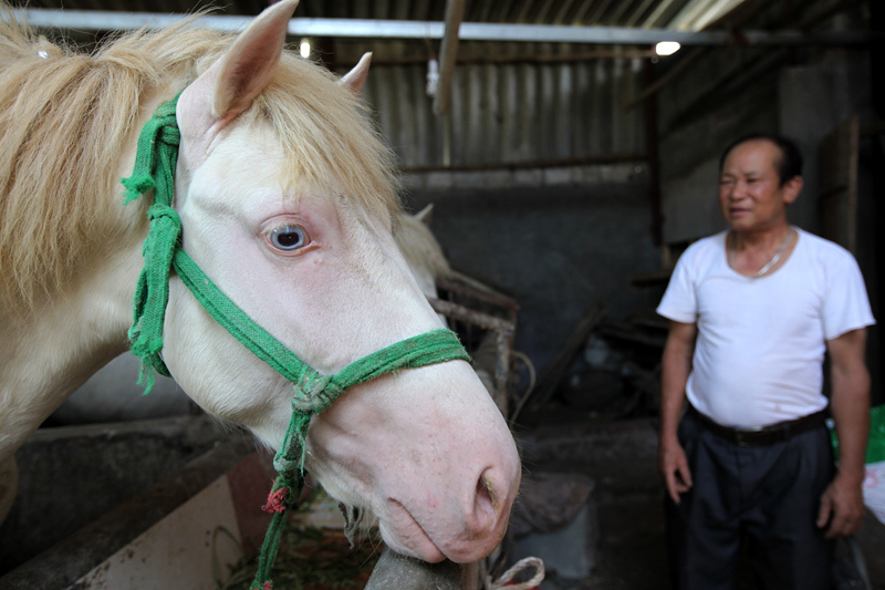 ngựa bạch tạng