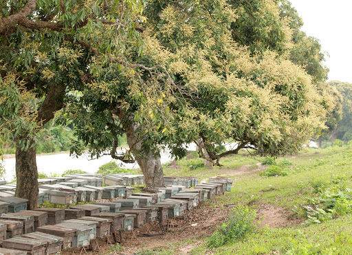 Đặt thùng nuôi ong mật như thế nào