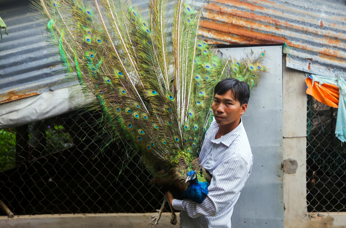 Chim công – loài chim rụng lông mà "ra tiền"